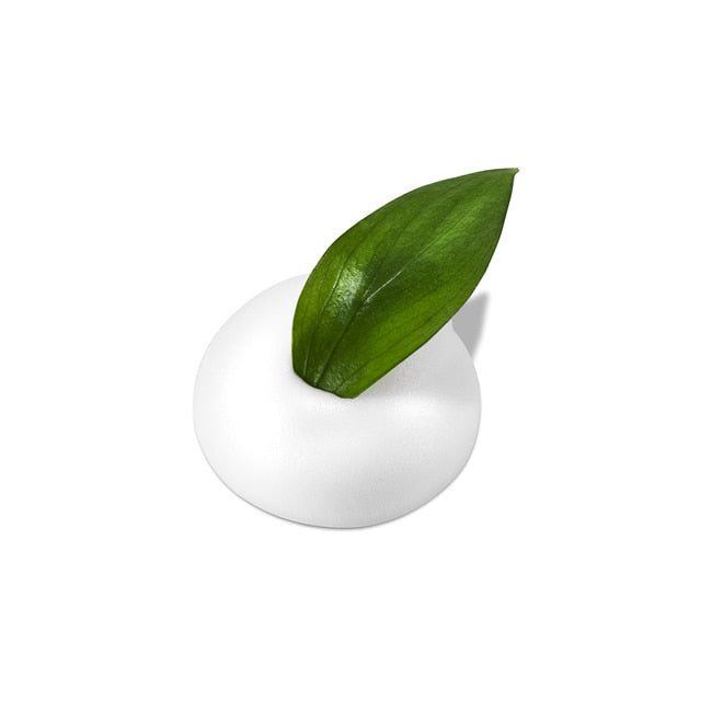 NEOGEN- Dermalogy Real Fresh Foam  Green Tea-Cleanser